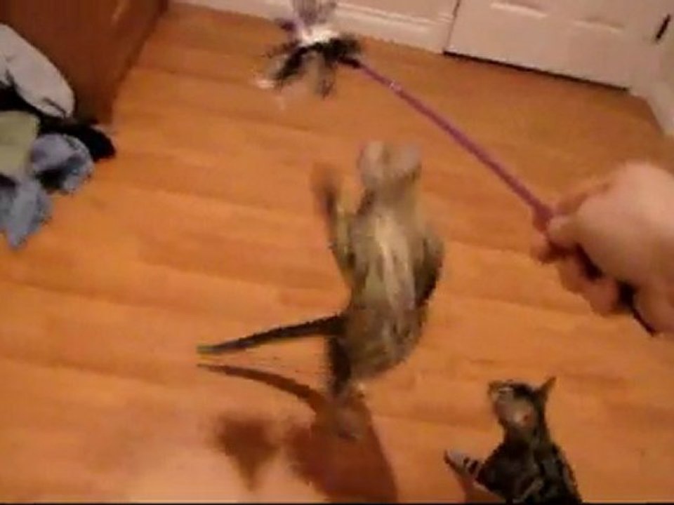 My Bengal Kittens Chasing Their New Feather Toy Linus Tech Tips