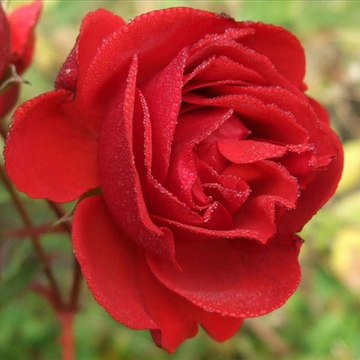 Mary Jane-Ed Loyd Orchestra 1931