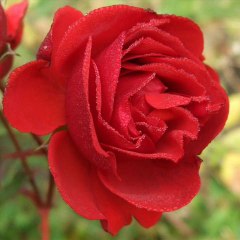 Mary Jane-Ed Loyd Orchestra 1931