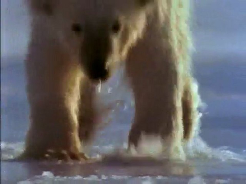 Les bébés animaux