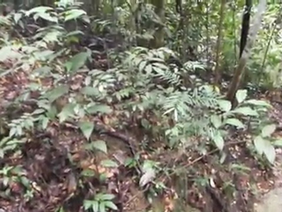 Monkeys in Bukit Timah Nature Reserve