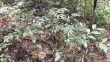 Monkeys in Bukit Timah Nature Reserve
