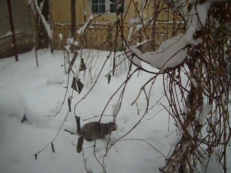 Paradis blanc avec merle et chat