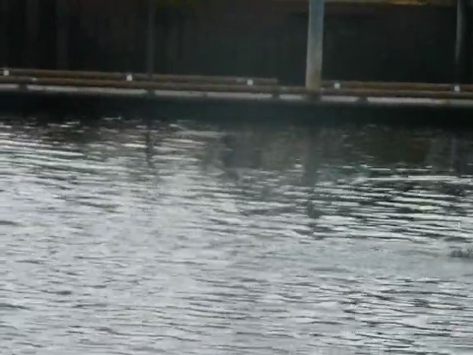 CRUISE (KETCHIKAN)-2010 015