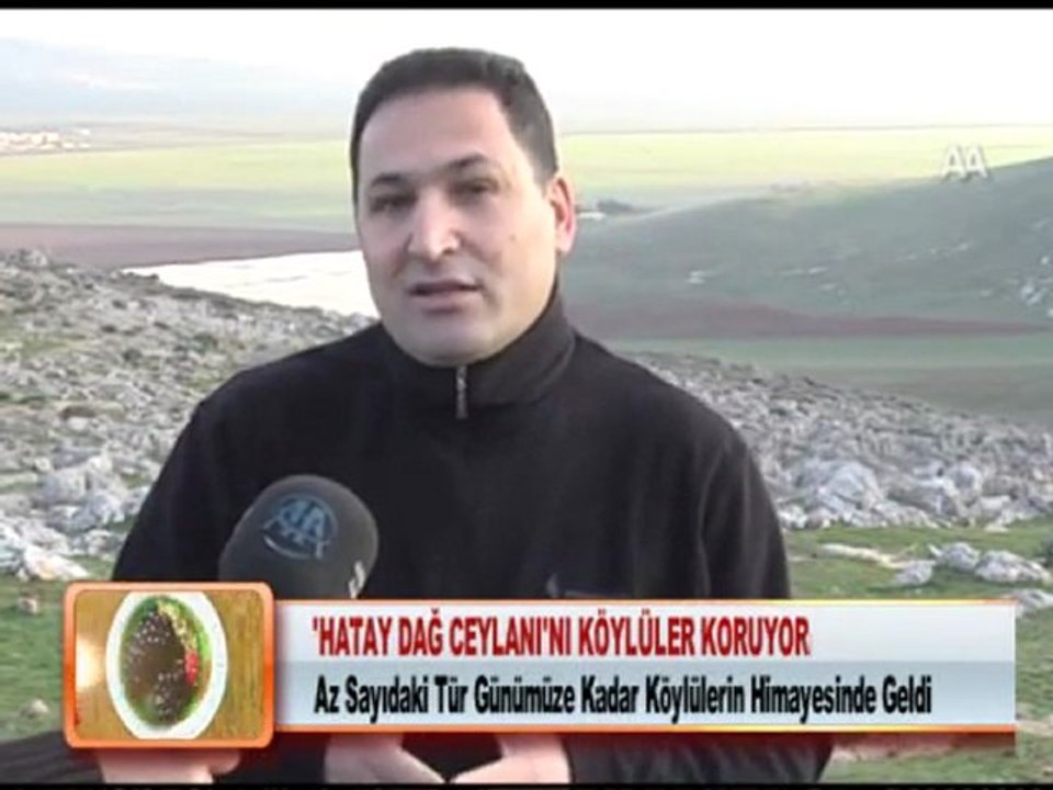 HATAY DAĞ CEYLANI’NI KÖYLÜLER KORUYOR 30.01.2012
