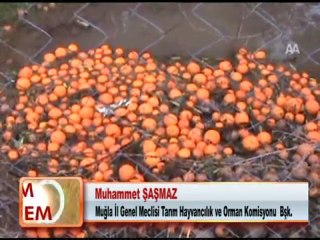 NARENCİYE ÜRETİCİLERİ İÇİN KOMİSYON OLUŞTURULDU 30.01.2012