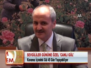 SEVGİLİLER GÜNÜNE ÖZEL CANLI GÜL 02.02.2012
