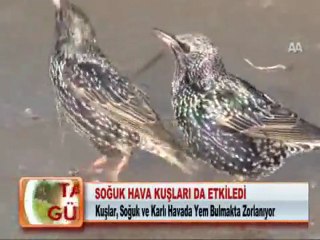 SOĞUK HAVA KUŞLARI DA ETKİLEDİ 02.02.2012