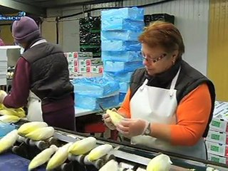 Terroir: les endives de Bourgheim