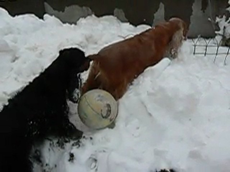 les joies de la neige