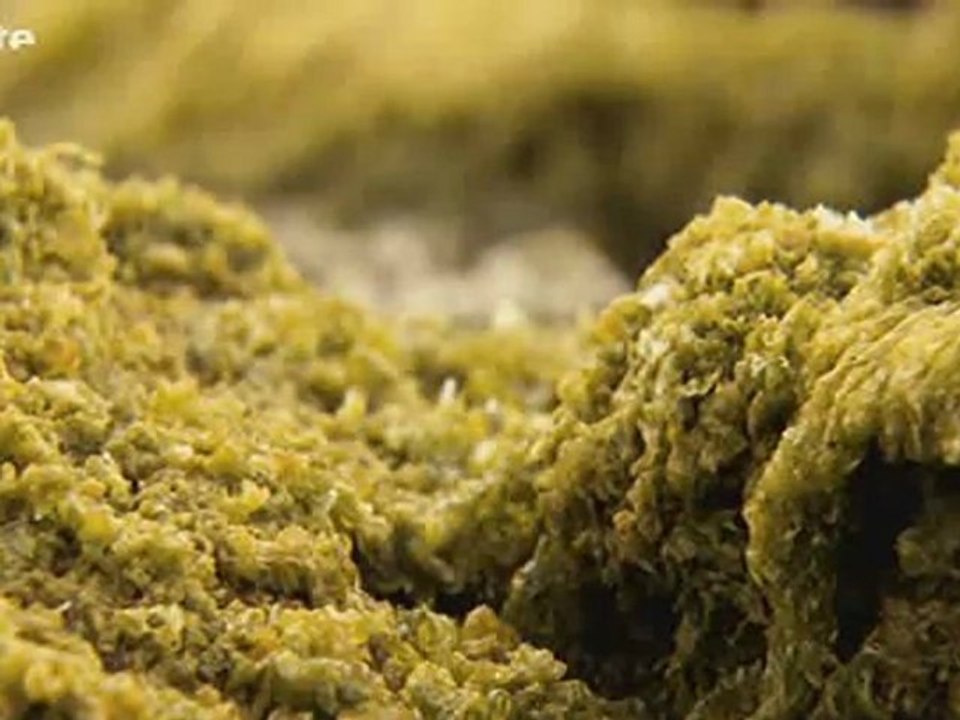 Les Algues Tueuses - DOC.ARTE.MARS.2010