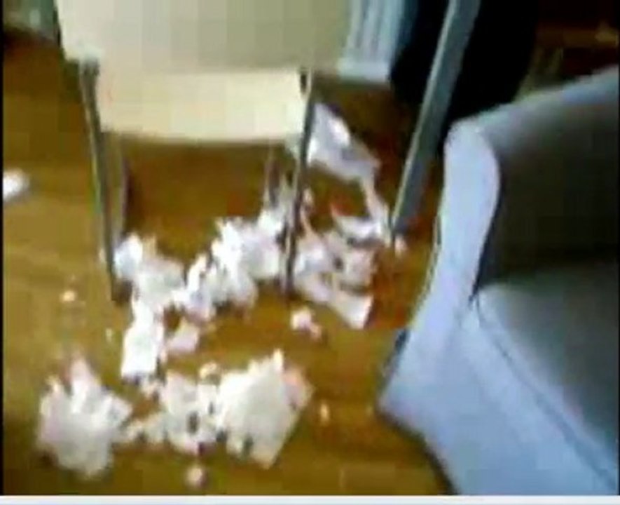 Un chat plein de conneries