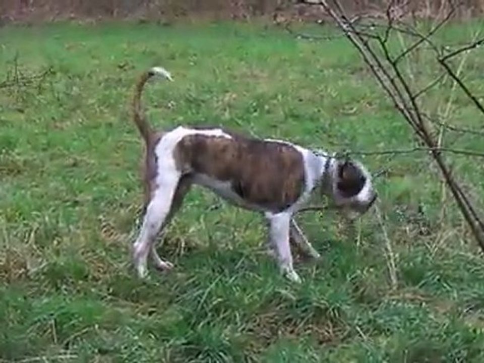 Guts 23 janv 2012