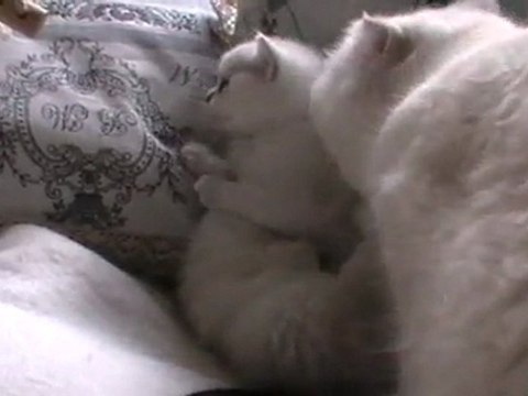 bébés Duchesse 2012 n°3: Hermine se bat toute seule!!!