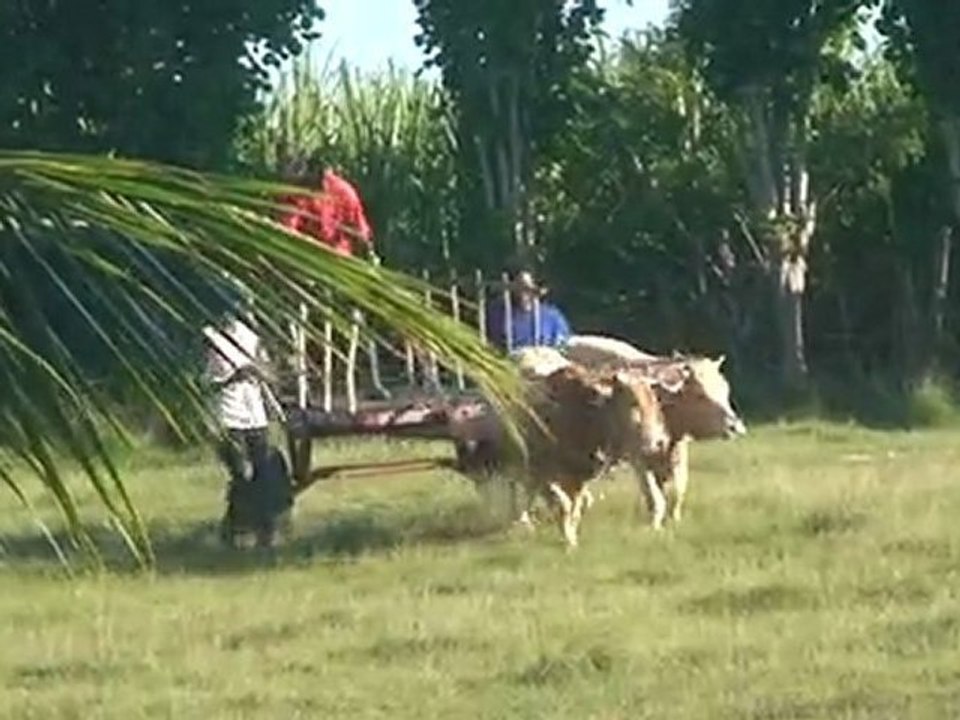 Charettes à boeufs dans les "Gands Fonds" à Gwada