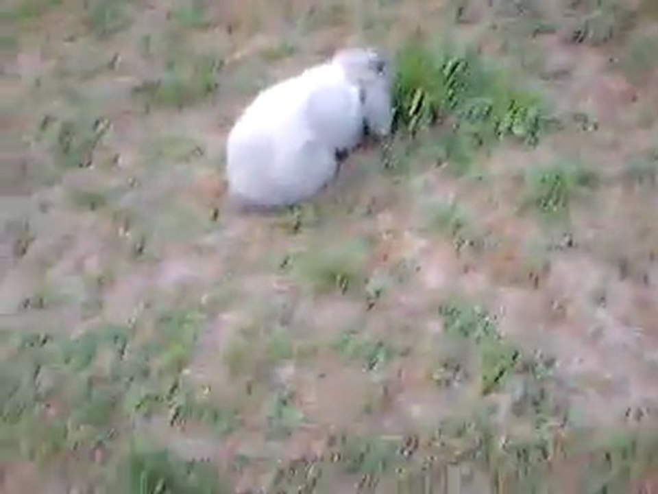 promenade du lapin