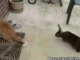 lapin vs chat