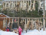 Maine Coyote Hunting With Dogs | Maine Coyote Hunting | 207.540.4101