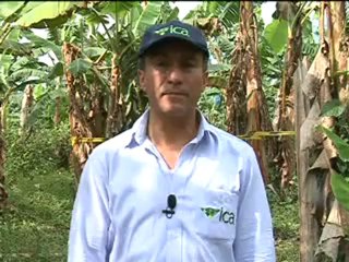 ICA MOCO DE EL PLATANO Febrero 4 de 2012 _2