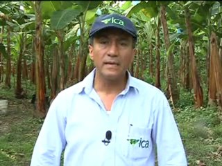 ICA MOCO DE EL PLATANO Febrero 4 de 2012_3