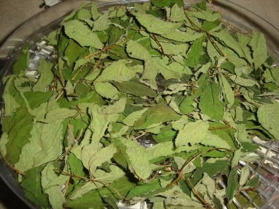black berry