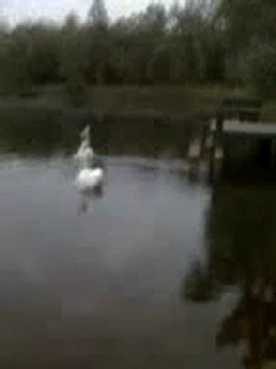 Cygne étang Mello (60)
