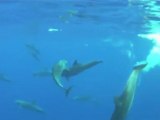 dauphins La Réunion