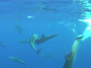 dauphins La Réunion