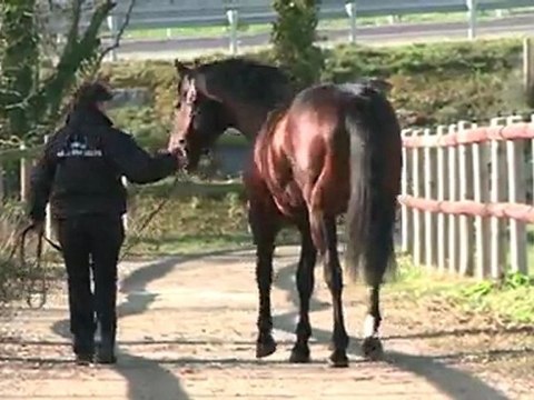 Sunday Break, nouvel étalon au Haras de la Haie Neuve