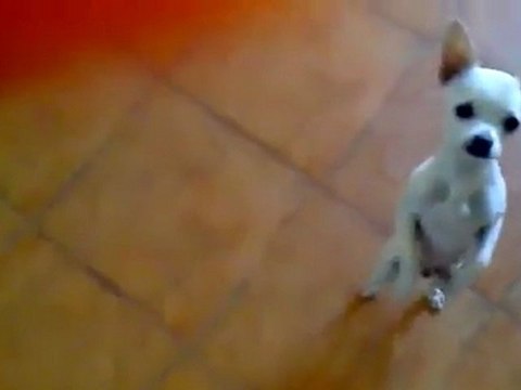 voila mon chien ki dance le gitan