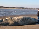 A humpback whale calf found dead in Calvados