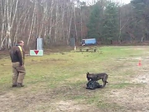 G.I de La Horde d'Hades, Berger Hollandais 6 mois, Garde d 'Objet Mondioring - dutch shepherd 6 monthsd