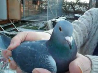 France 497766 Millésime 2011 consanguine dans la noble lignée de feu Gérard Gaudfrin