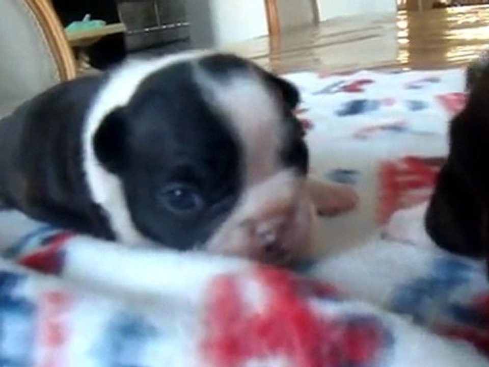 chiots caille 04-02-12