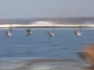 02 Long Crosser - 03