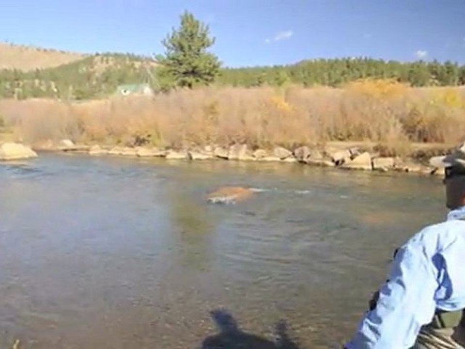 Fly Talk:  Committed Fish