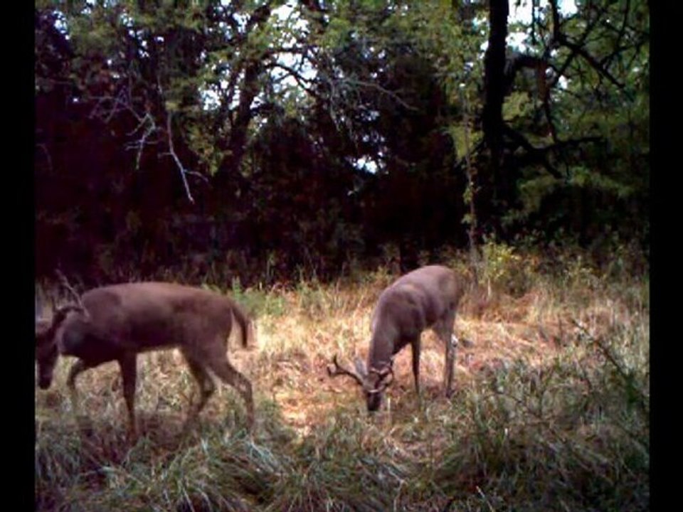 Draper: Another Buck Chasing Early