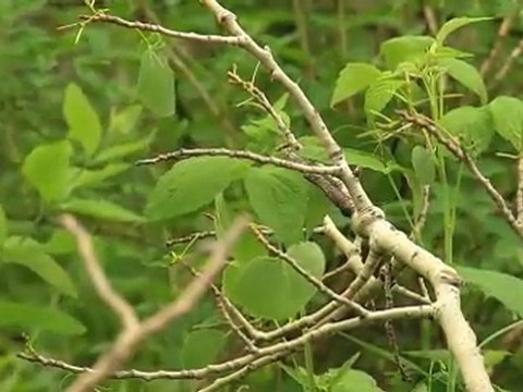 Rut Report: Find a Buzz Cut, Find Big Bucks