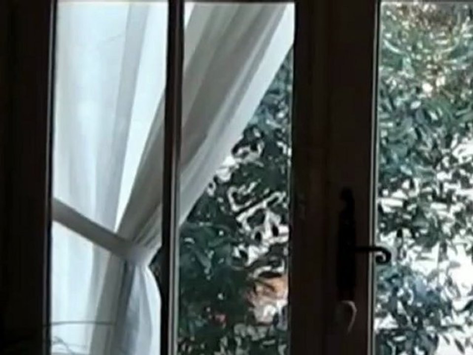 Arbres par la fenêtre | 4 février 2012