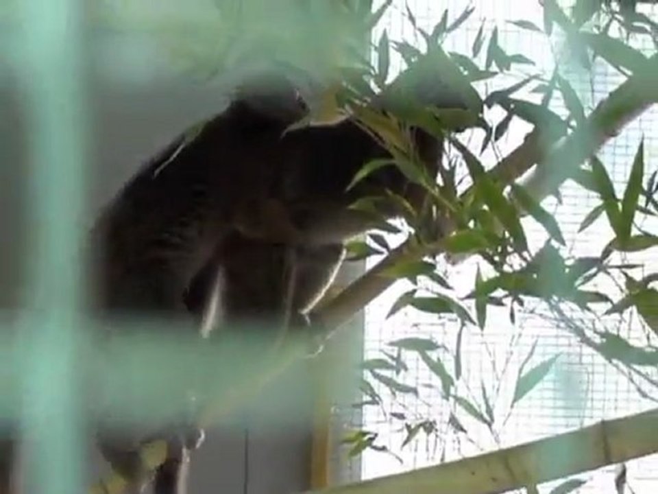 Dans l'intimité des grands hapalémurs : accouplements/In the intimacy of greater bamboo lemurs : mating