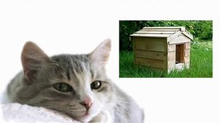 Install An Outdoor Cat House For The Abandoned Cat
