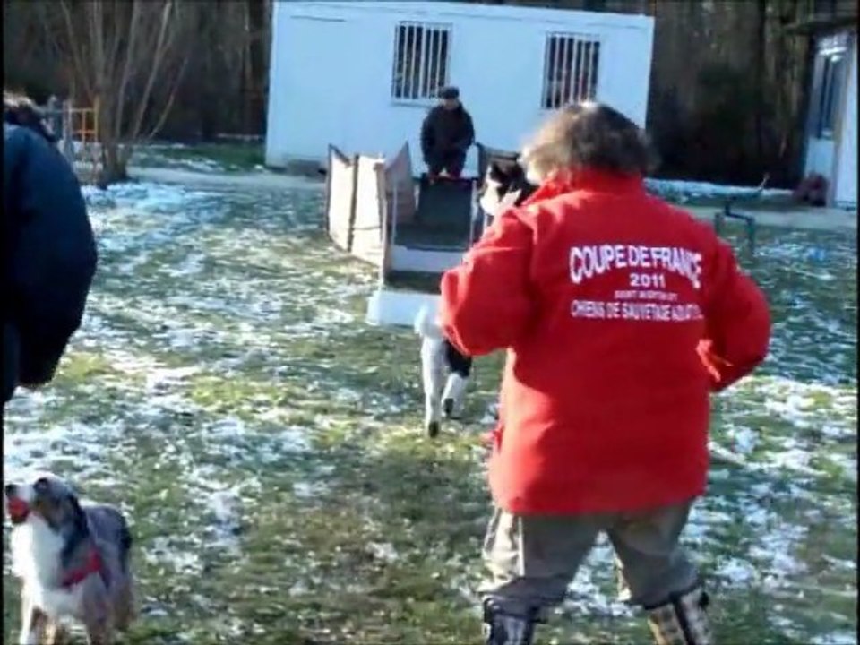 dove flyball entrainement
