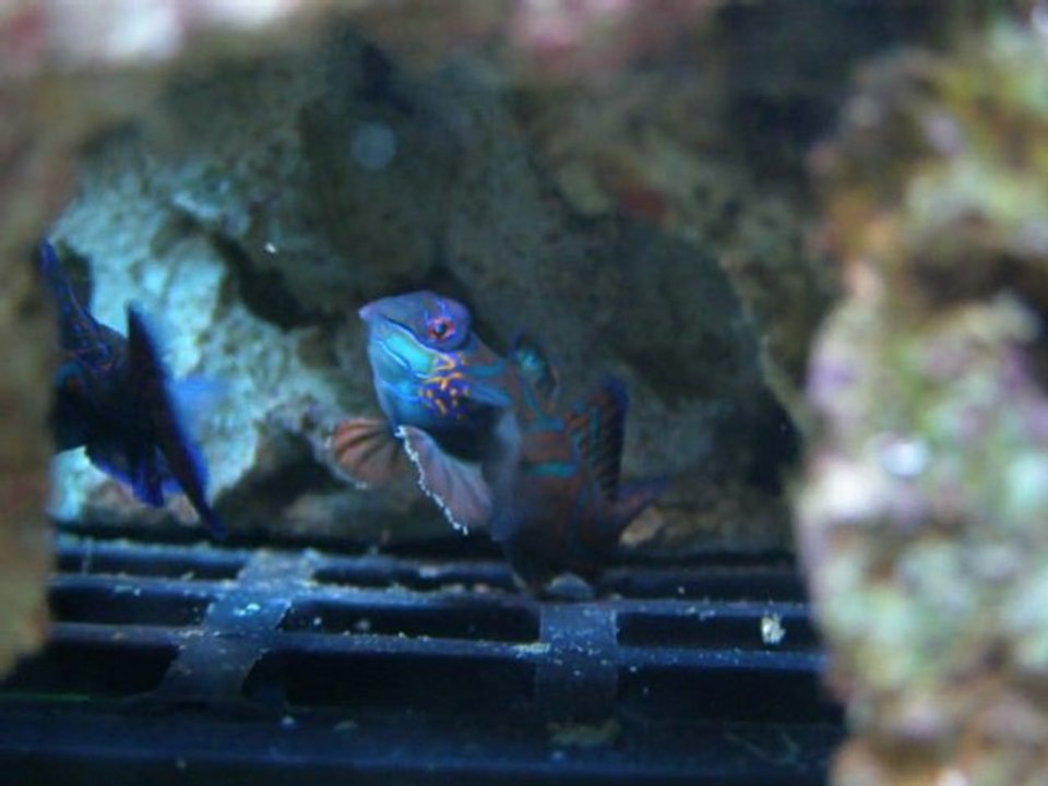 osaka reef  Derwins 4mois