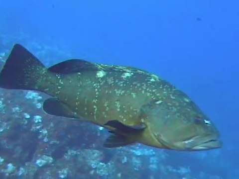 Parc national de Port-Cros