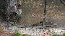 Furet en furie !