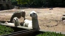 Lamas
