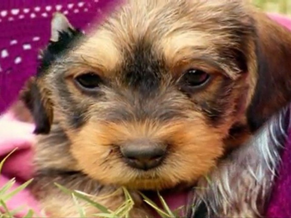 ♫ Puppys SlideShow ♫