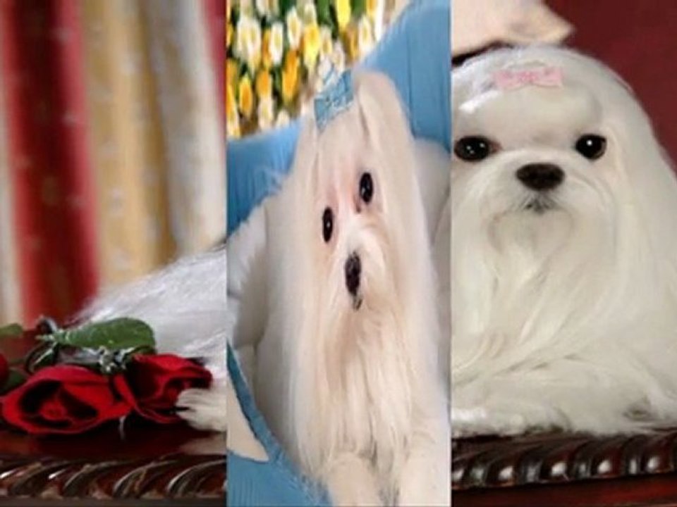 ♫ ♥ Doggys ♫ ♥