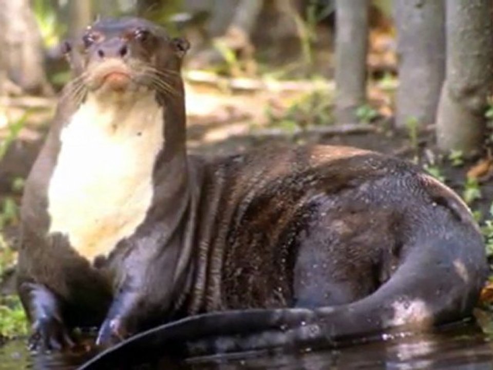 ♥ ♫ Otters ♥ ♫