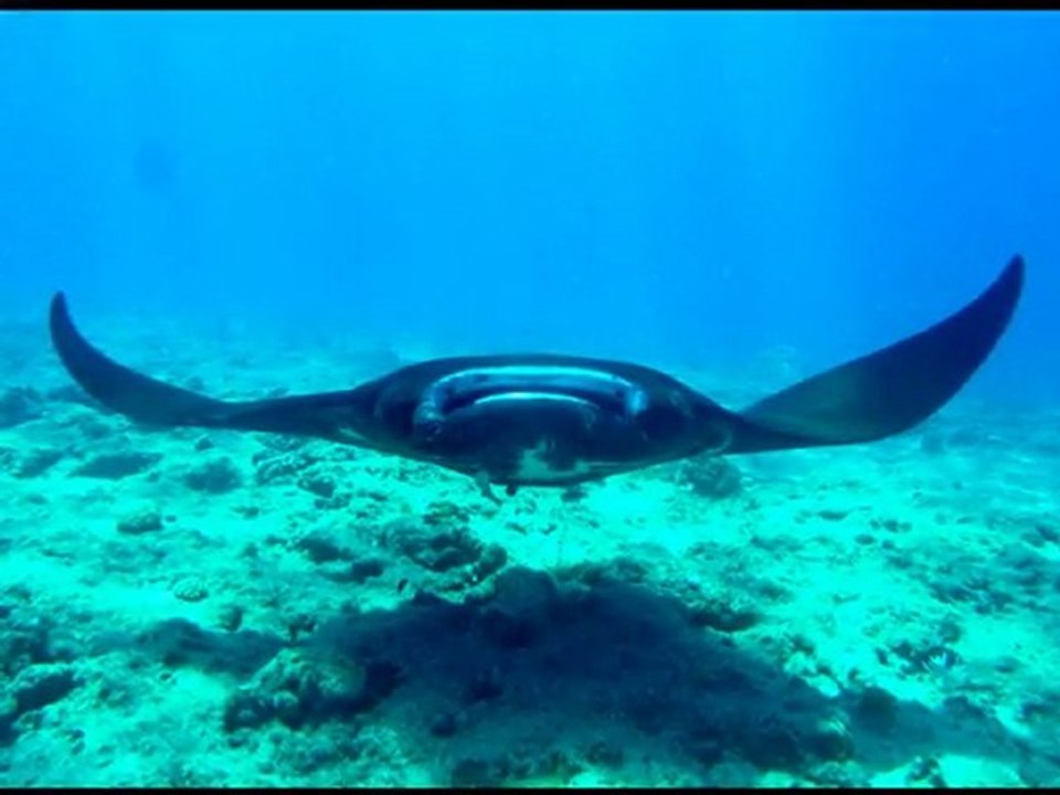 Raies Manta de la passe de Boulari, avec APNEA et Aquanature